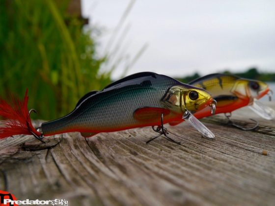 Westinfishing-Percy-the-Perch-HL