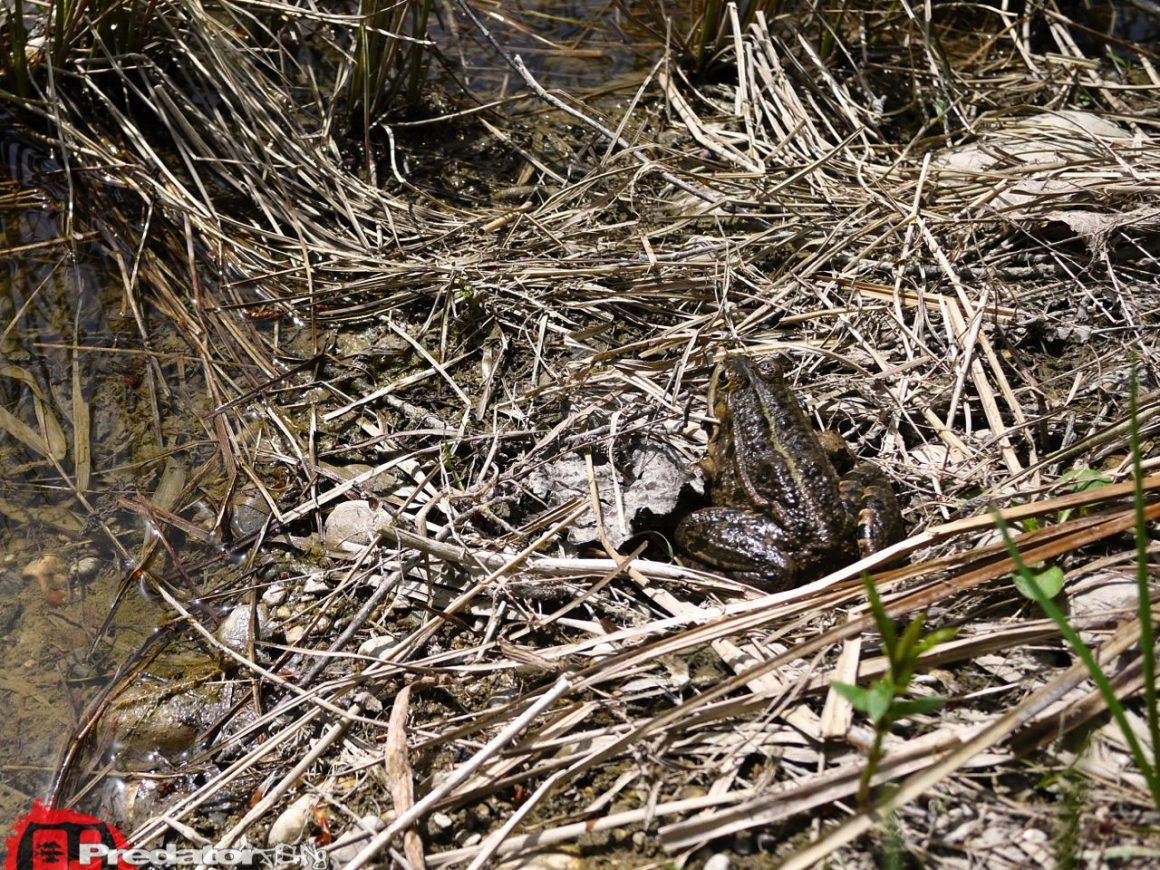 Auf Hecht am Völkermarkter Stausee