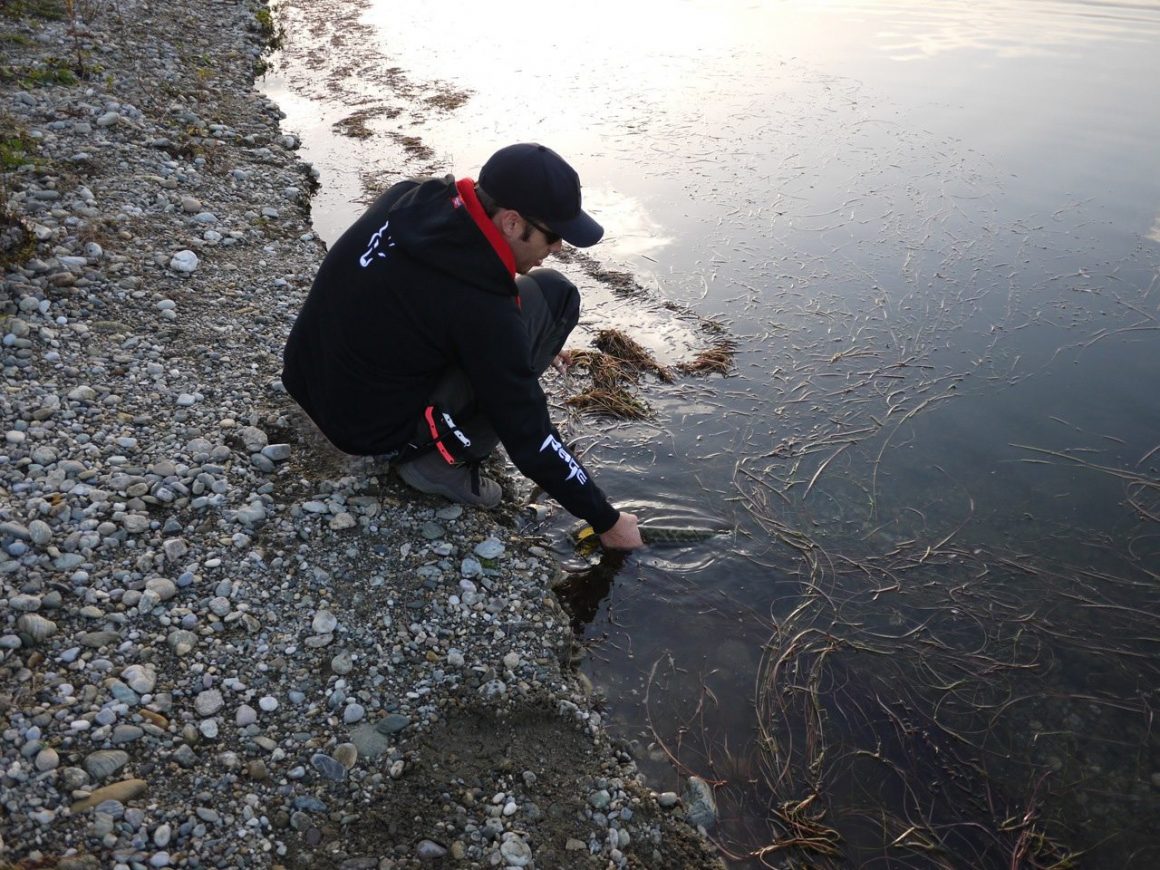 Auf Hecht mit dem PRO Shad im Herbst an der Aldrian