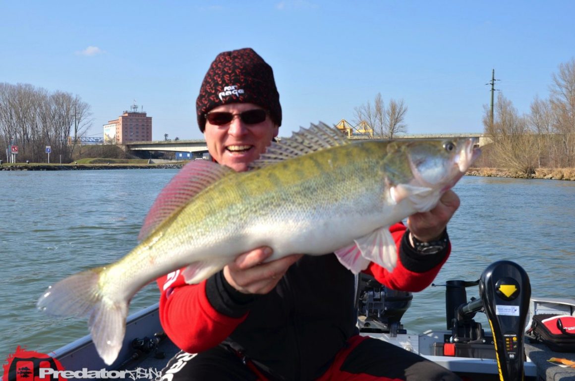 Auf Raubfisch mit Rudi und Roman an der Donau