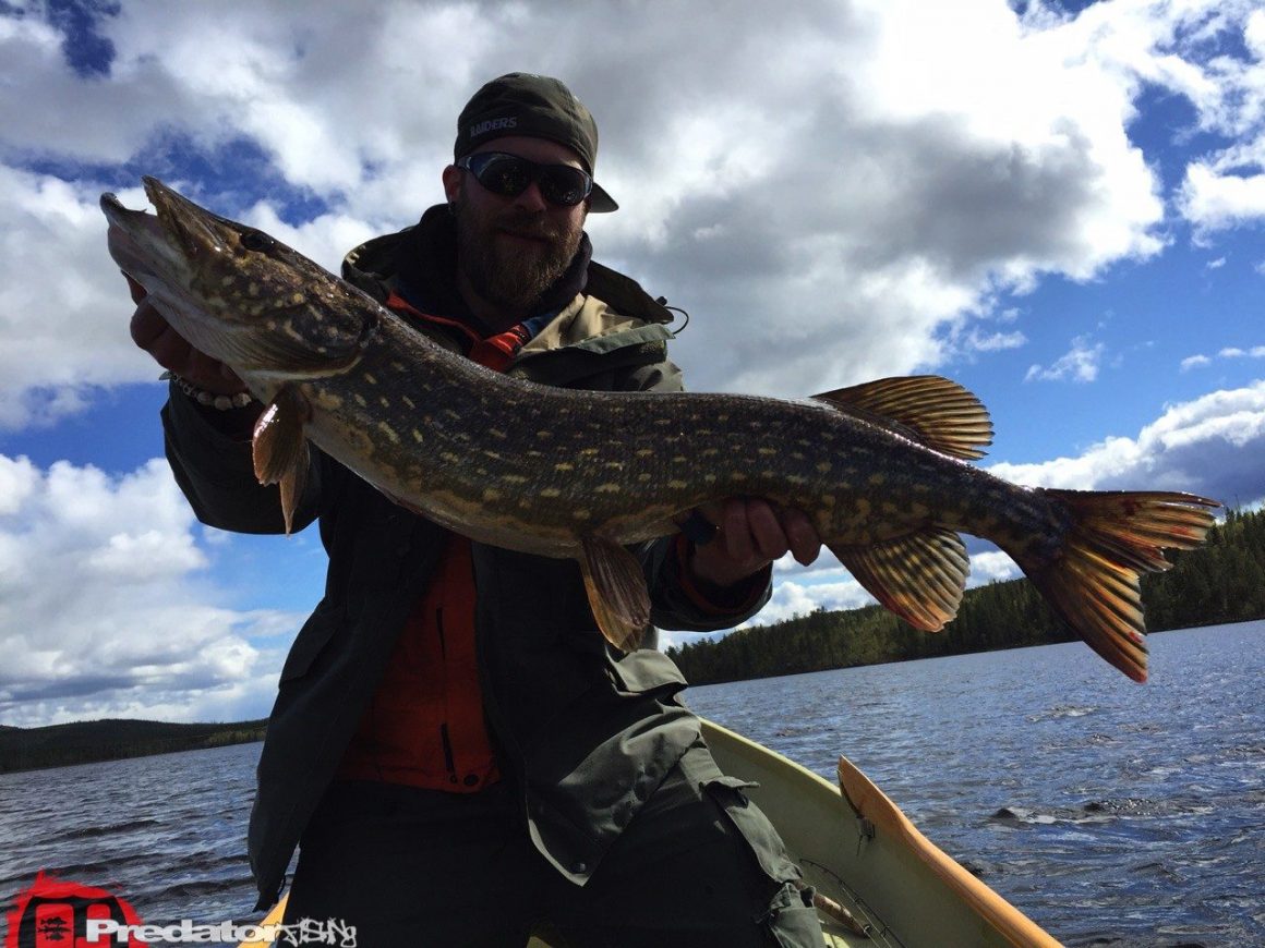 Basti Barramundi auf Hecht in Swedish Lappland