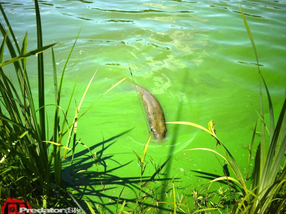 Erneut auf Meter-Hecht am Predator Lake