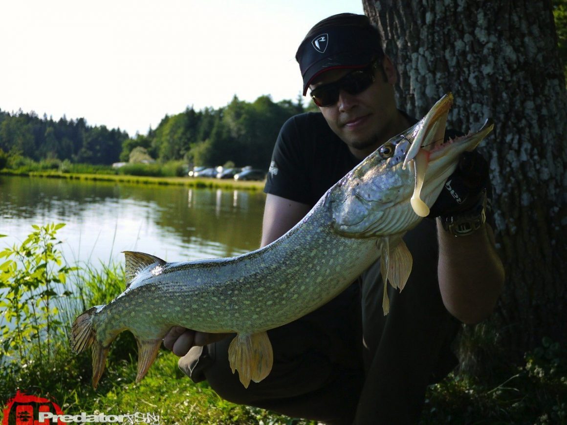 Erneut auf Meter-Hecht am Predator Lake