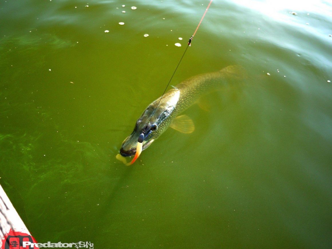 Erneut auf Meter-Hecht am Predator Lake