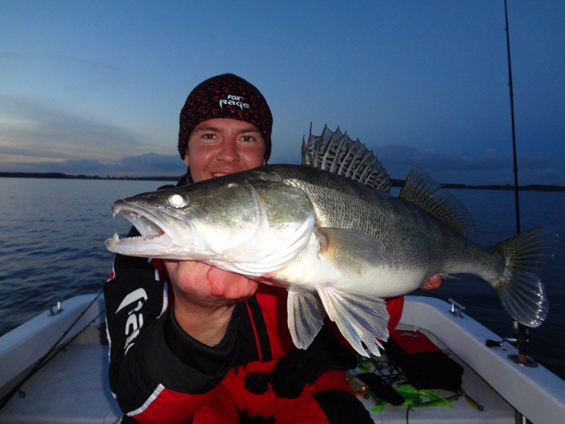 FOX-Rage-Slugger Shad auf Raubfisch