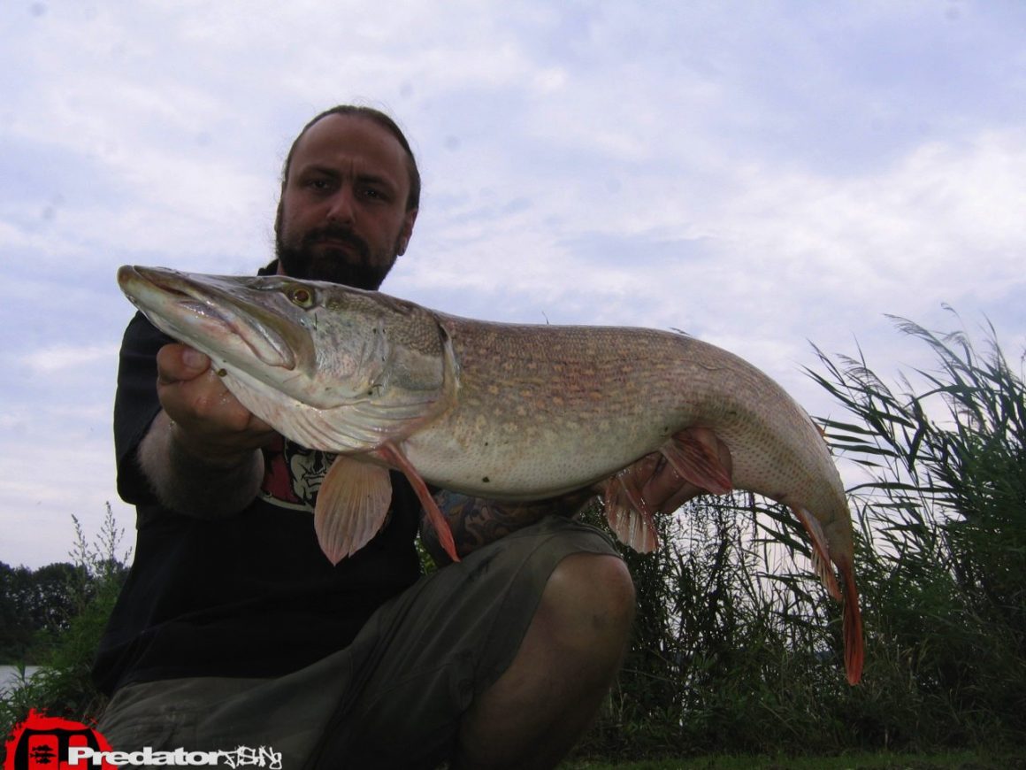 Hecht Zander Barsch Predatorfishing