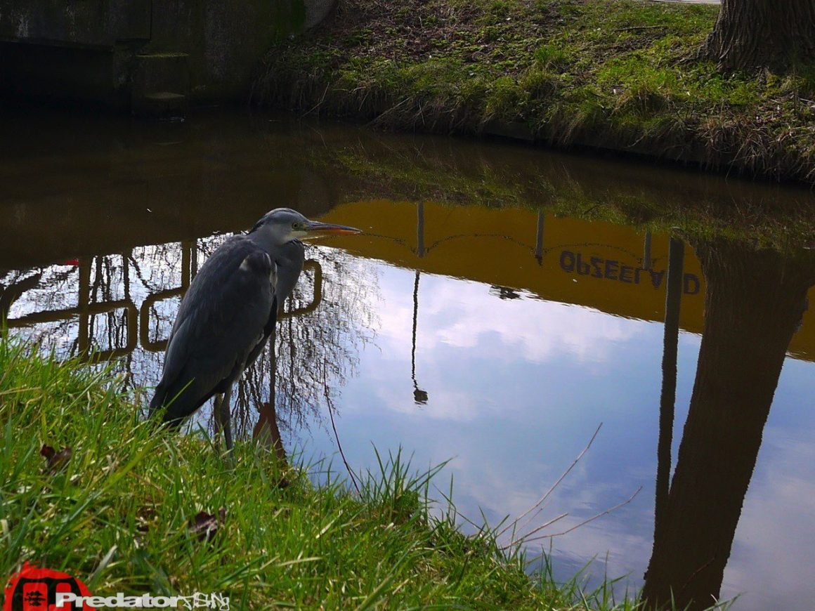 Streetfishing in den Kanälen der Niederlande