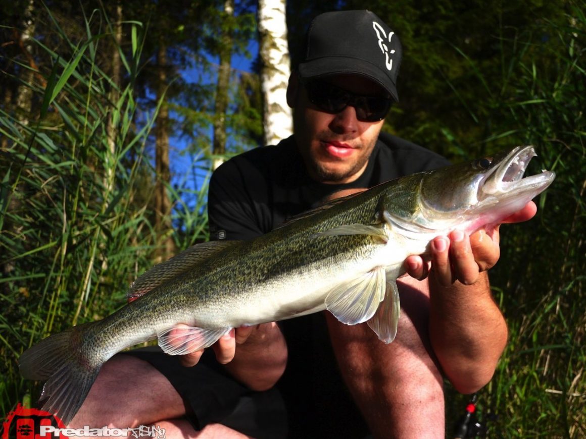 Zander aus dem Badesee Piberstein